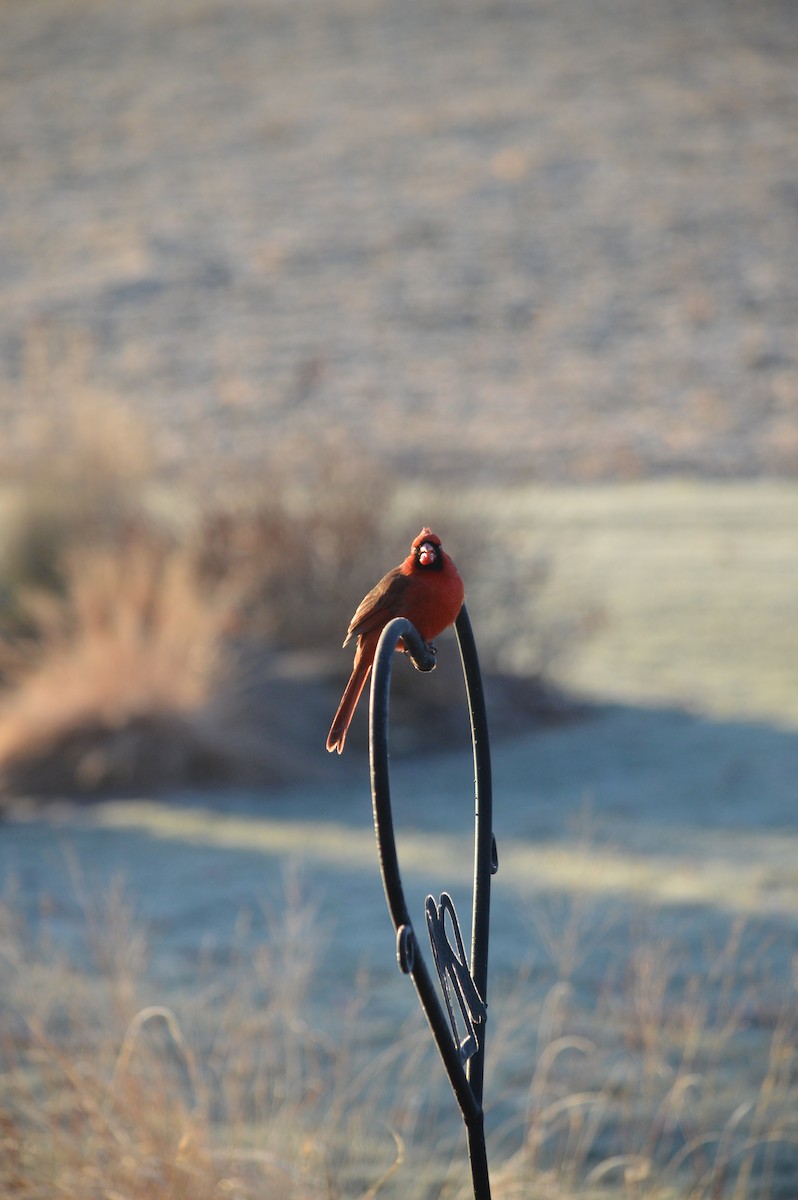 Kardinal arrunta - ML645974957