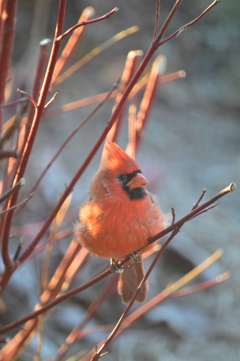 Kardinal arrunta - ML645974958