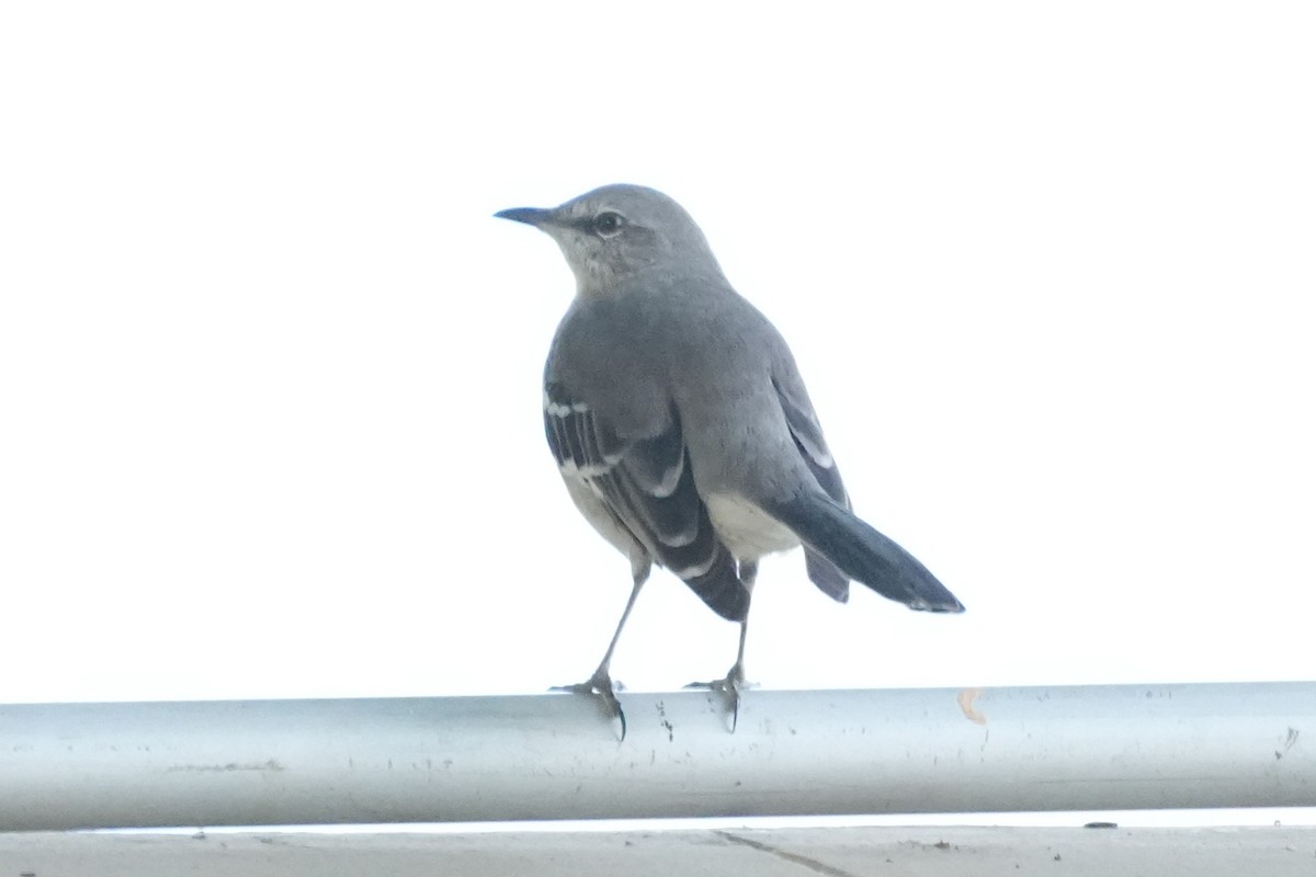Northern Mockingbird - ML645974959