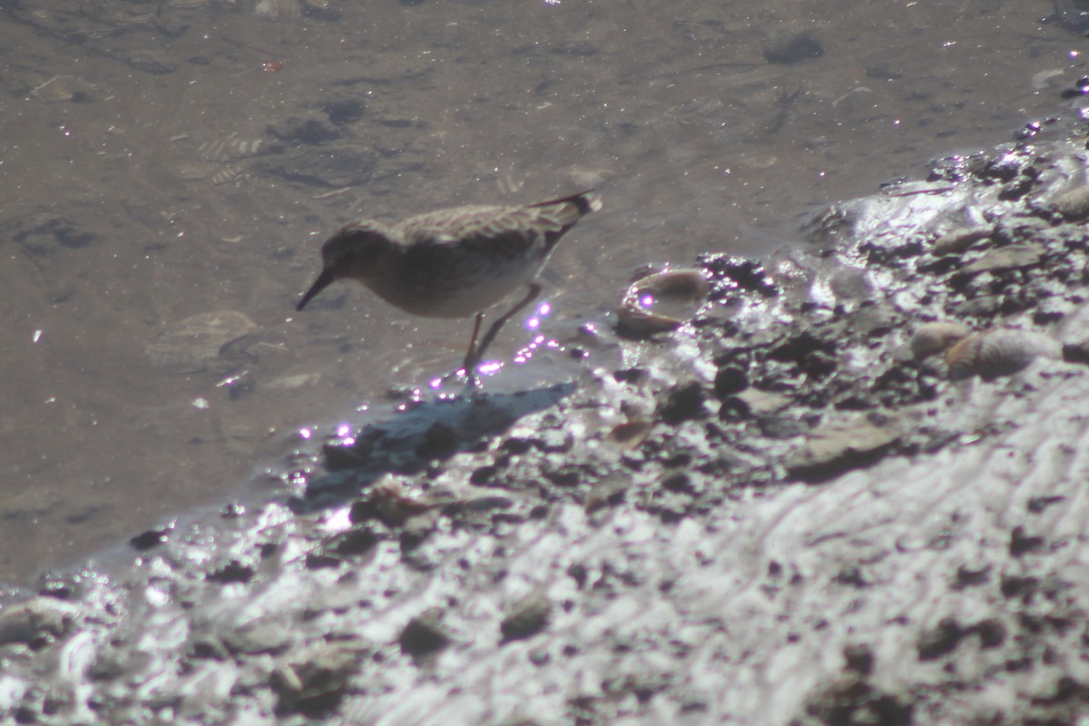 Txirri nanoa - ML645974960