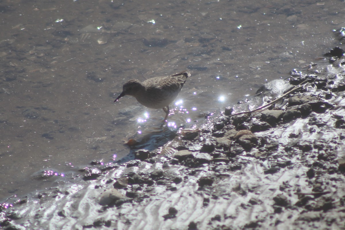 Txirri nanoa - ML645974961