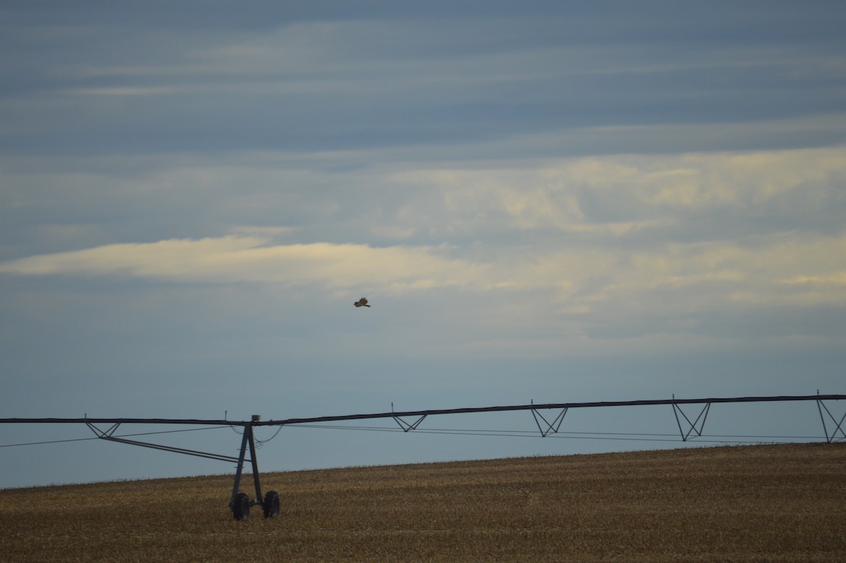 Mirotz zuri iparramerikarra - ML645974962