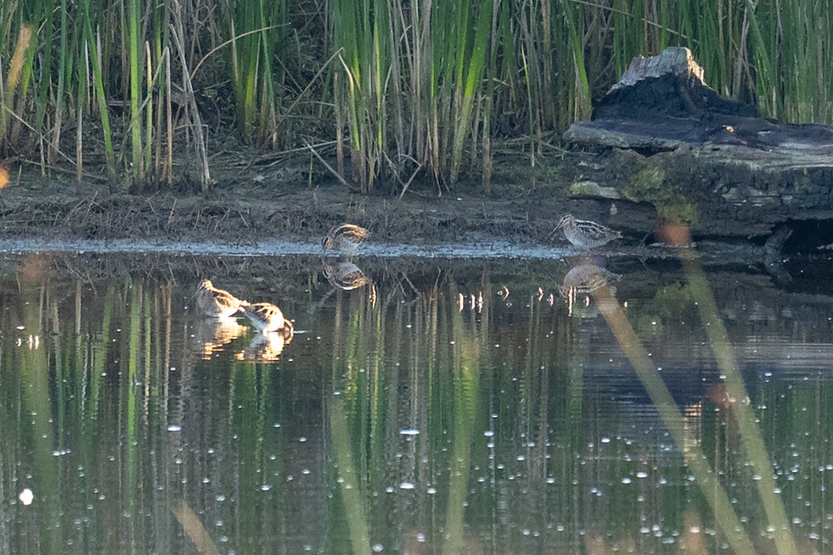 Wilson istingorra - ML645974963