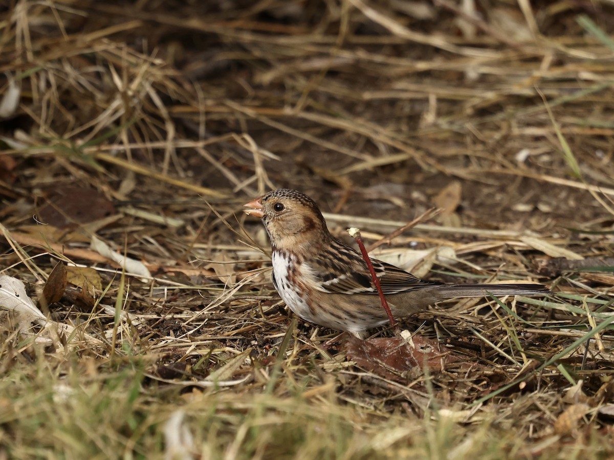 Harris's Sparrow - ML645974964