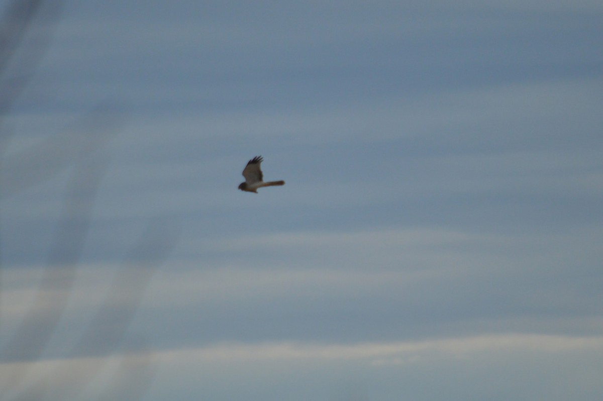 Mirotz zuri iparramerikarra - ML645974971