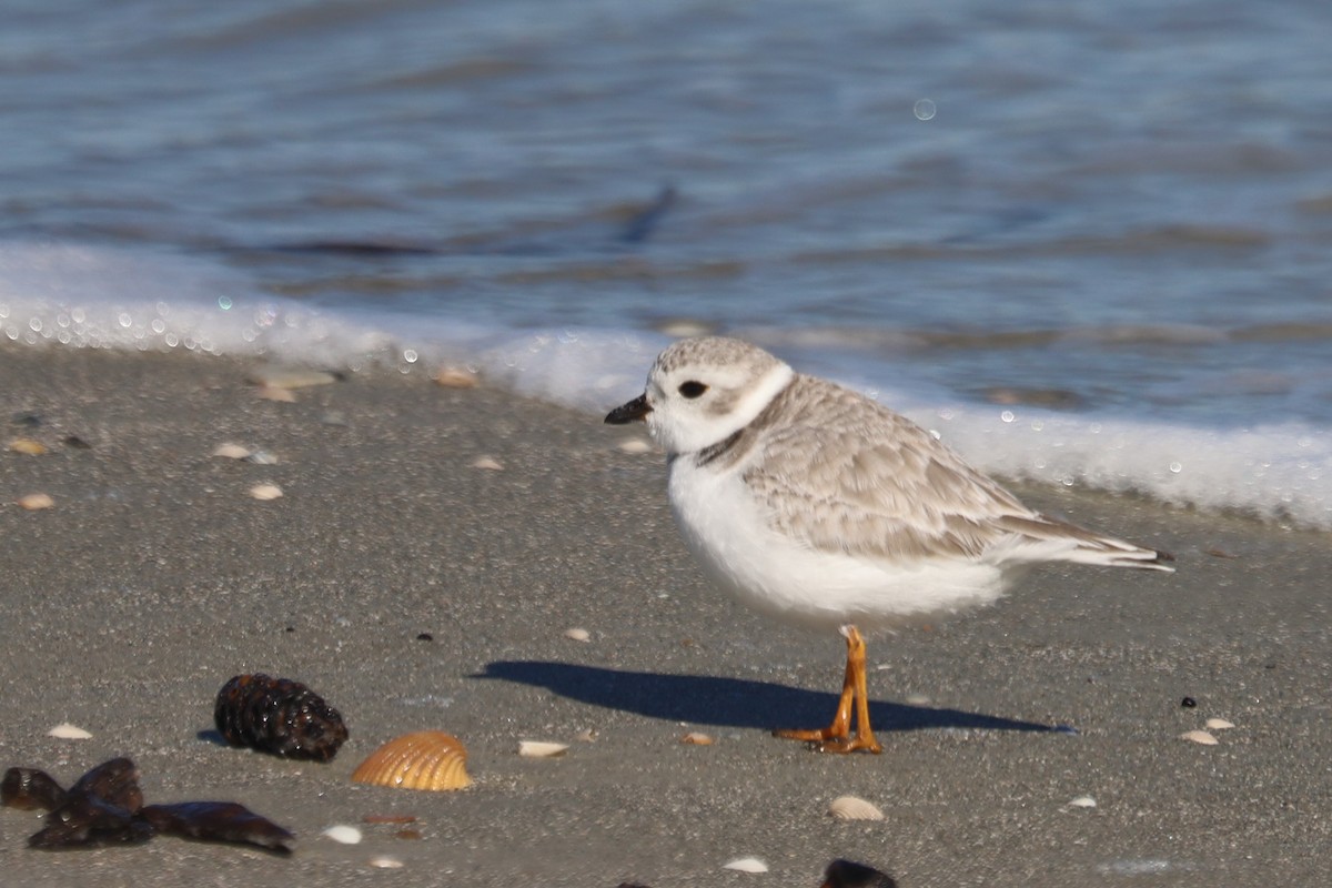 Piping Plover - ML645974972