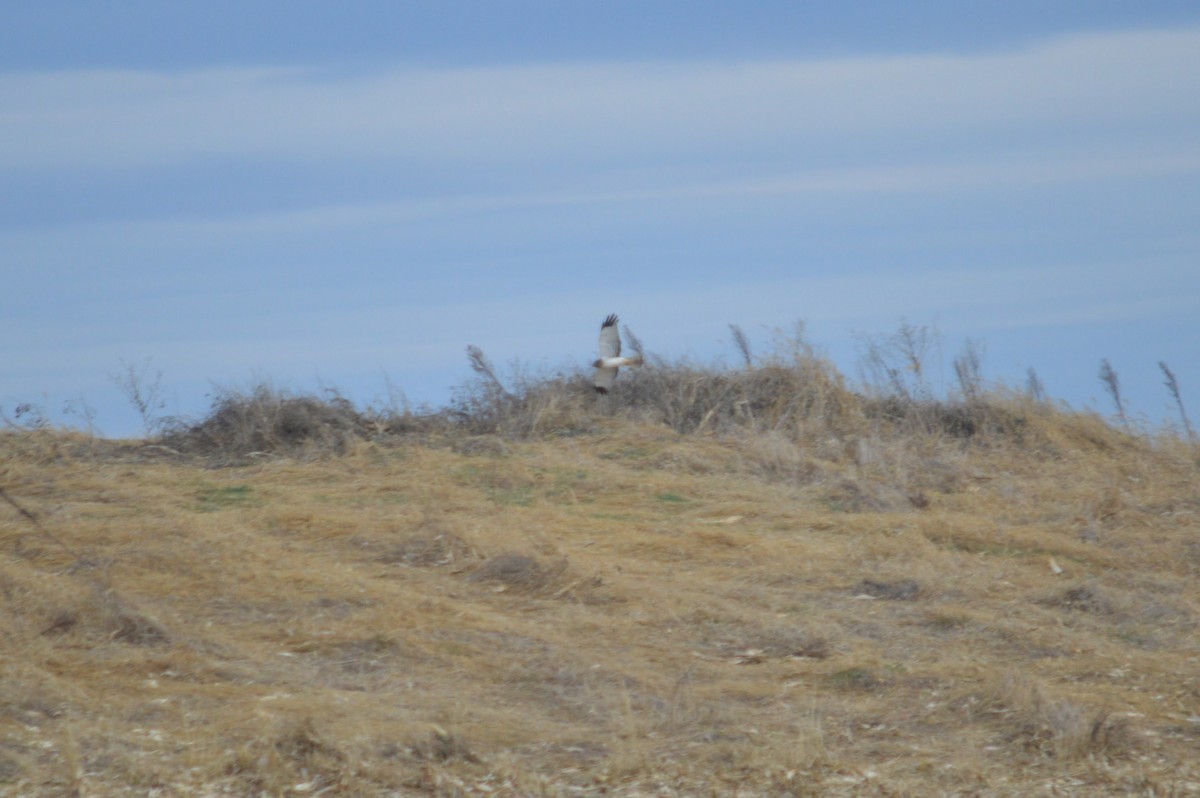 Mirotz zuri iparramerikarra - ML645974973