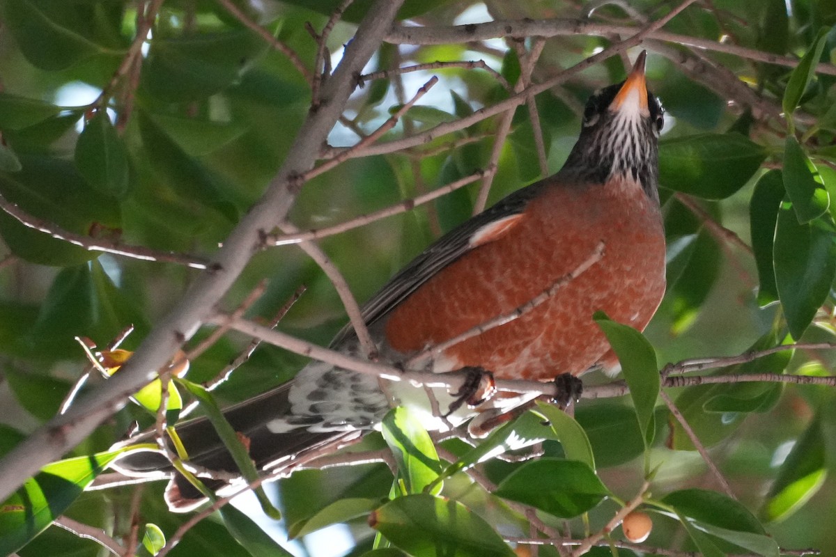 Zozo papargorria - ML645974974