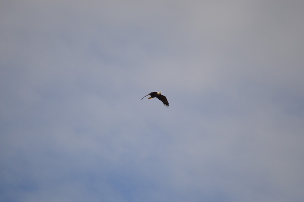 Itsas arrano buruzuria - ML645974976