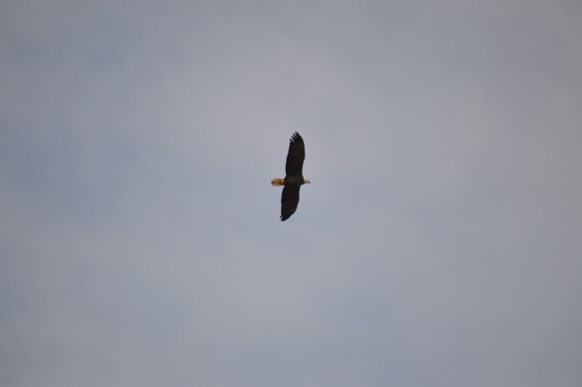 Pygargue à tête blanche - ML645974977