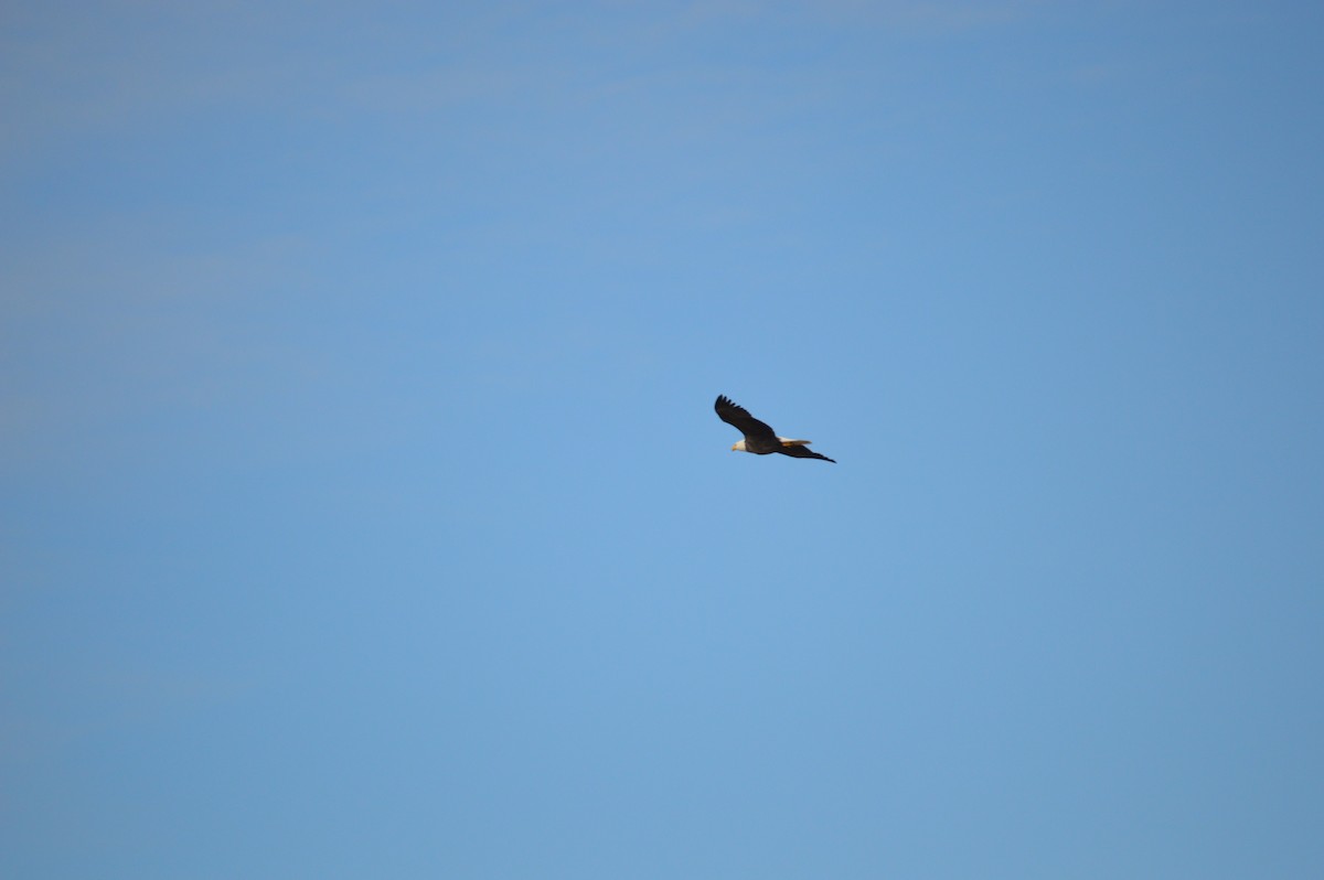 Pygargue à tête blanche - ML645974980