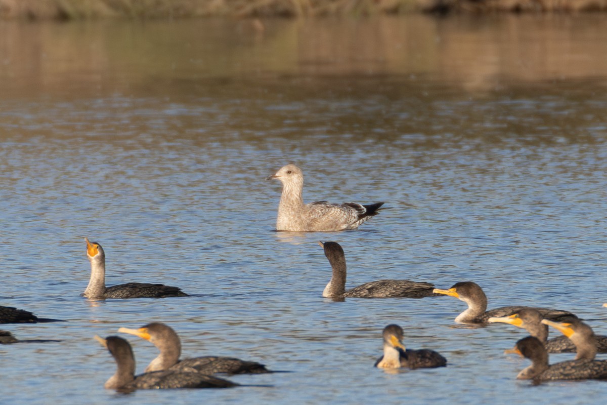 American Herring Gull - ML645974983