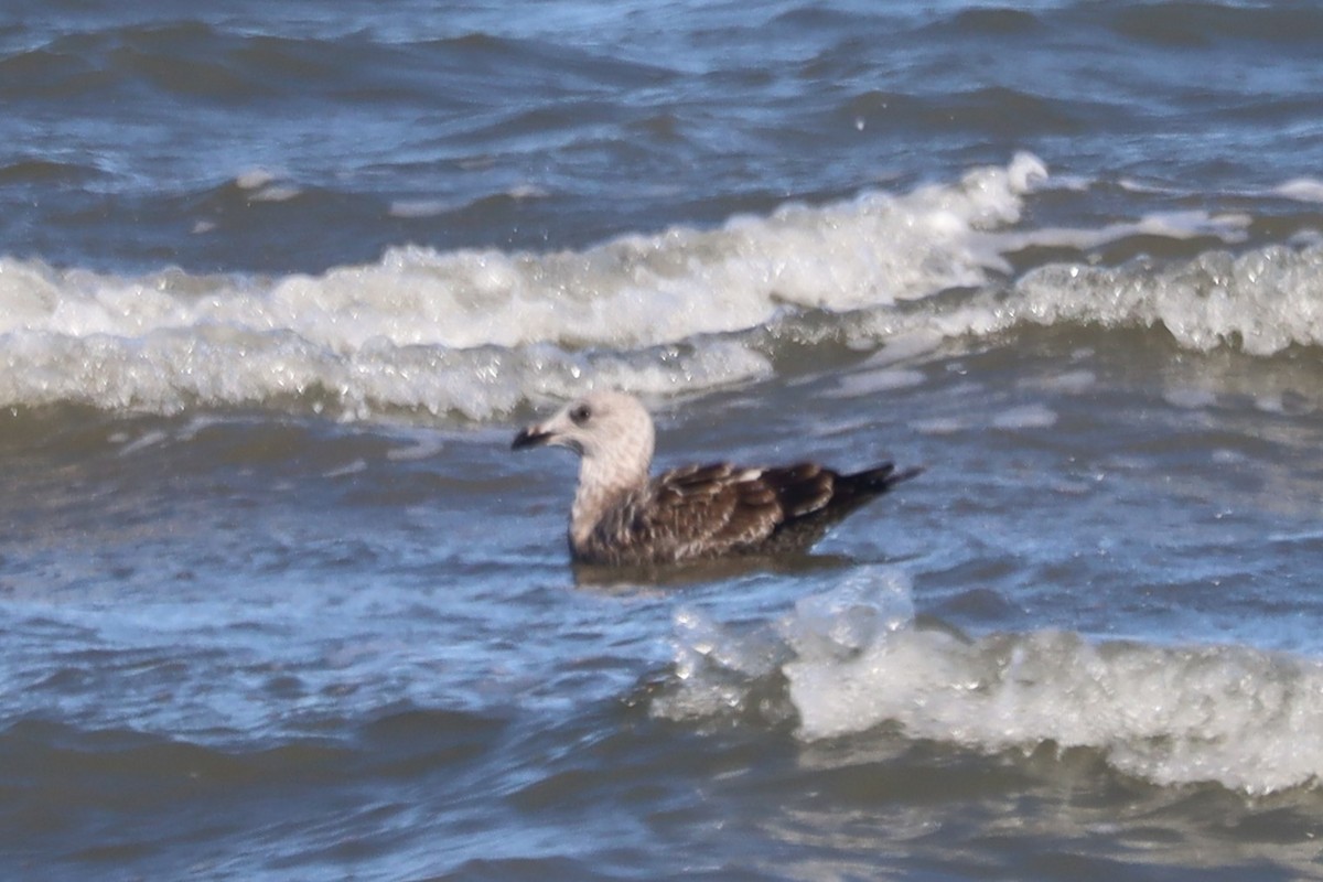 Great Black-backed Gull - ML645974985