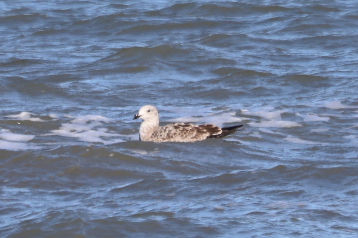 Great Black-backed Gull - ML645974986