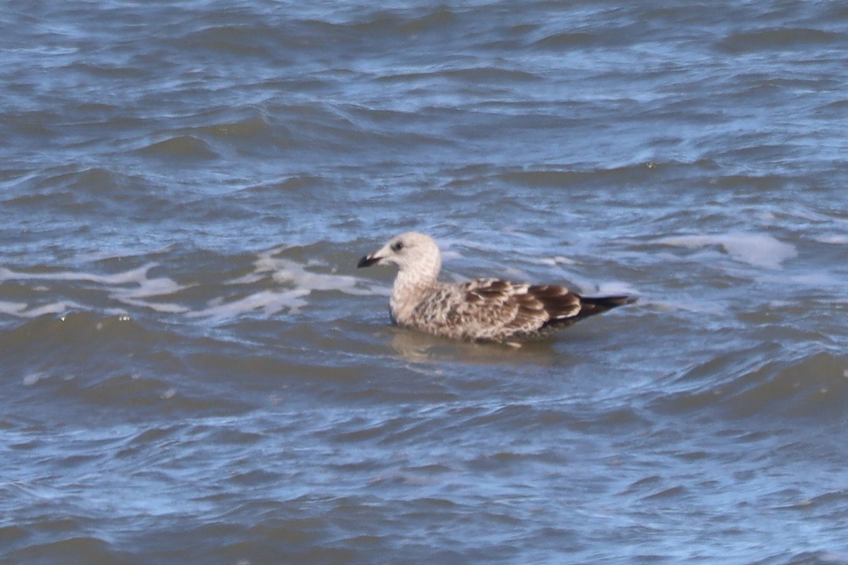 Great Black-backed Gull - ML645974987