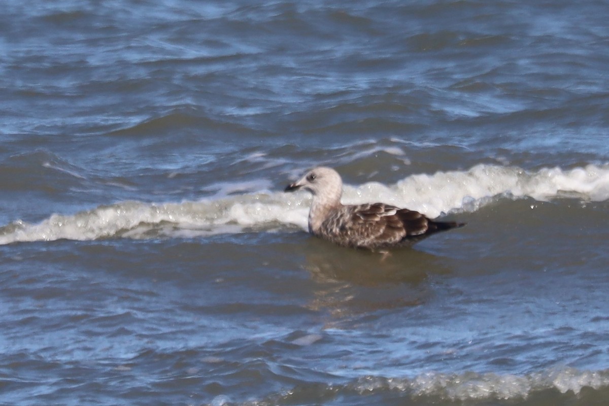 Great Black-backed Gull - ML645974988