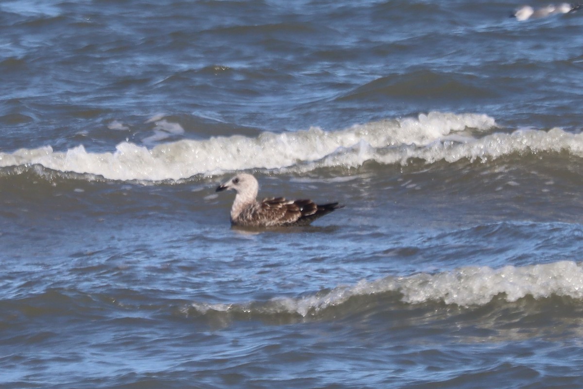 Great Black-backed Gull - ML645974989