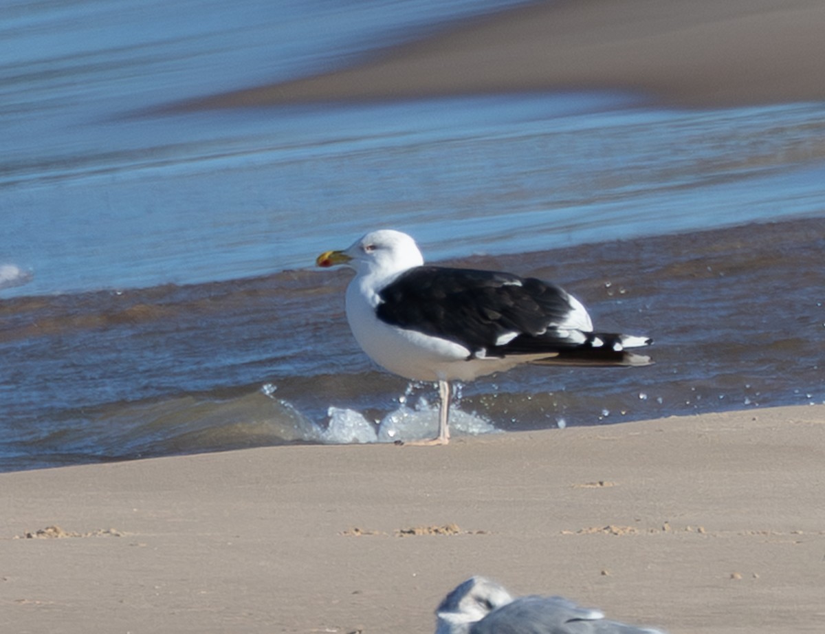 Great Black-backed Gull - ML645975029