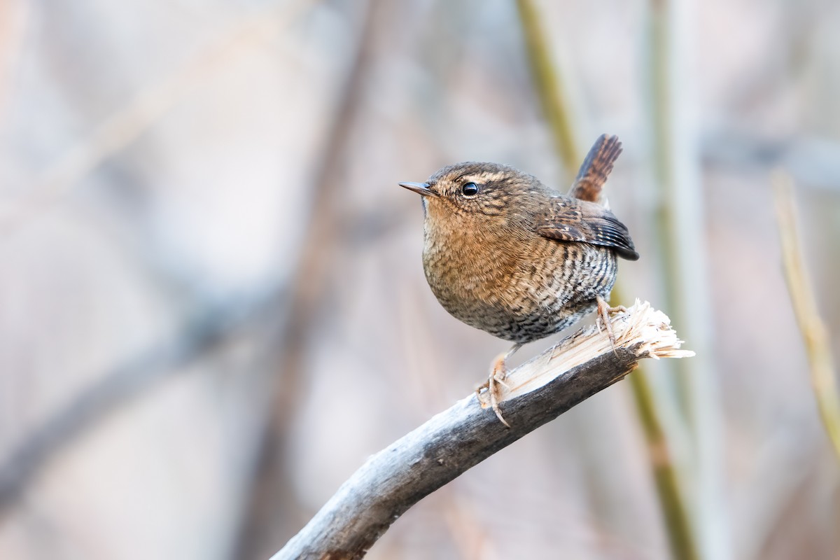 Pacific Wren - ML645975049