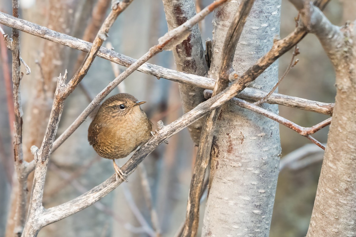 Pacific Wren - ML645975050