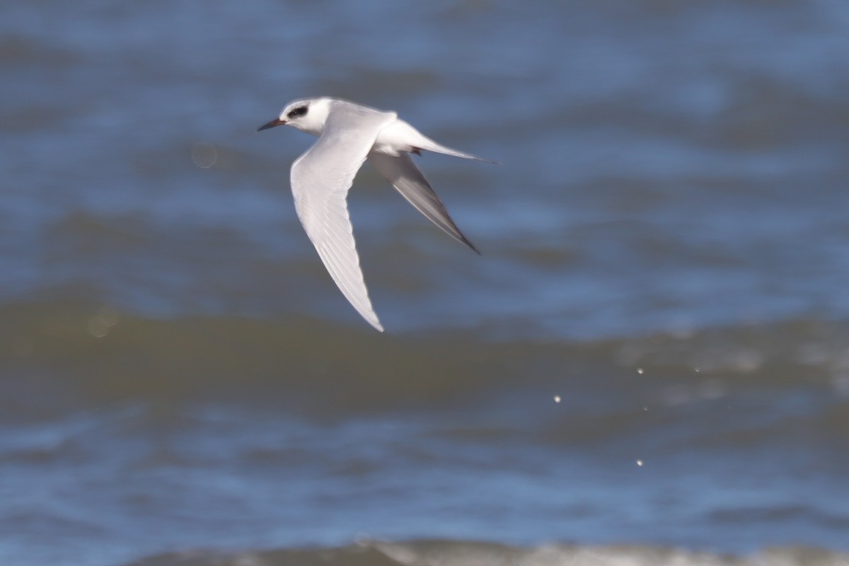 Крячок неоарктичний - ML645975052