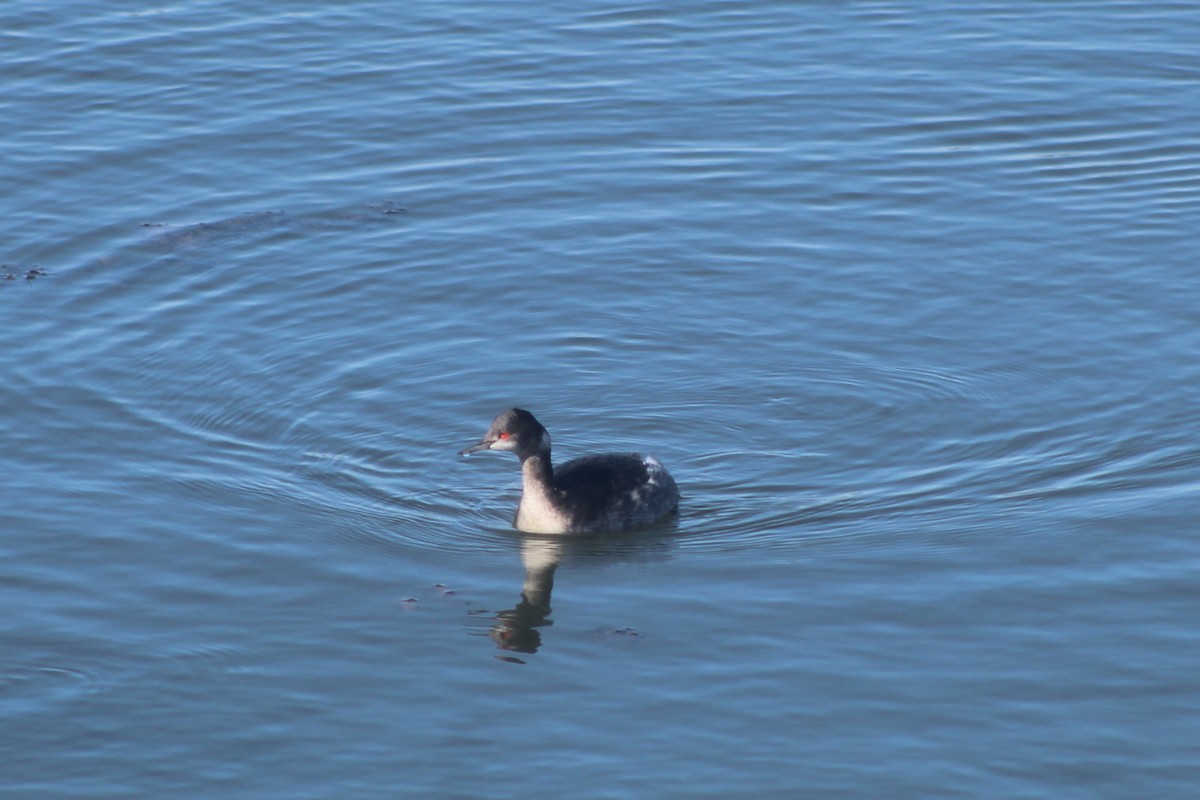 potápka černokrká - ML645975086