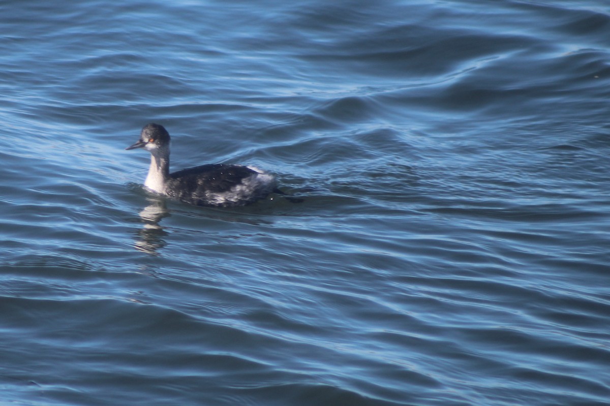 potápka černokrká - ML645975088