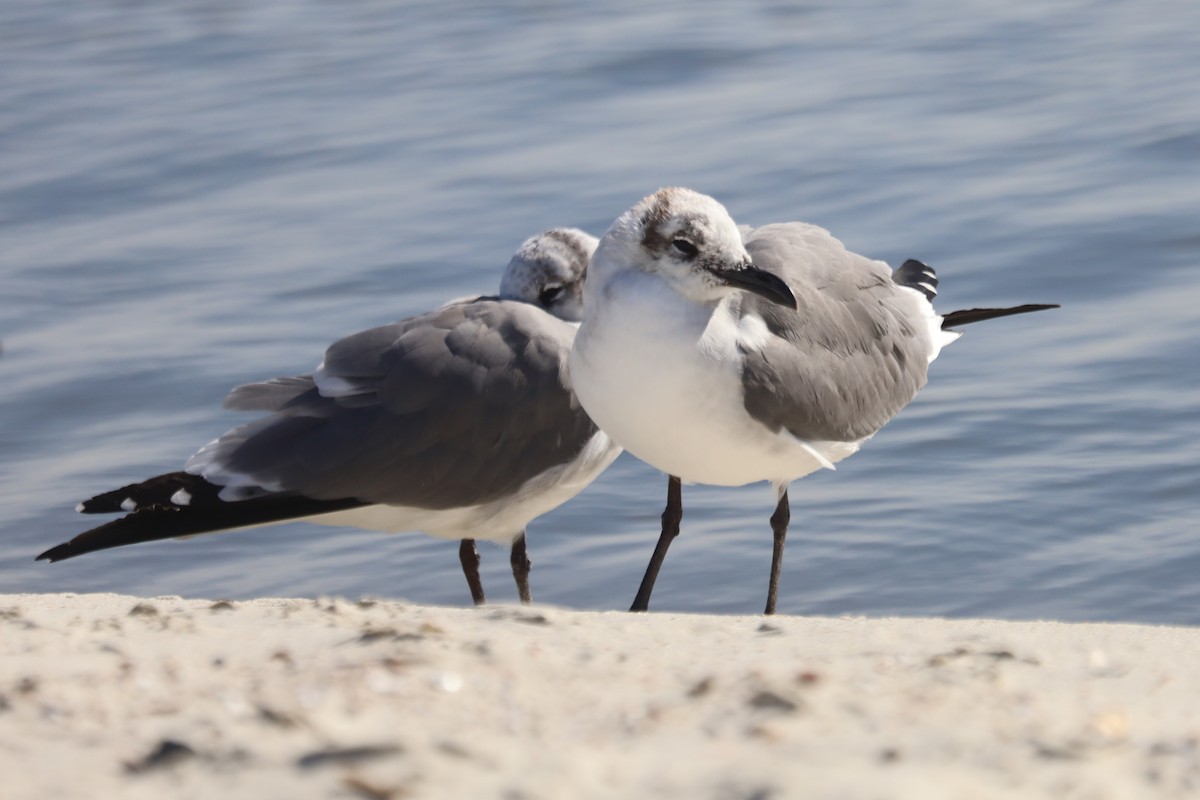 Ацтекская чайка - ML645975096