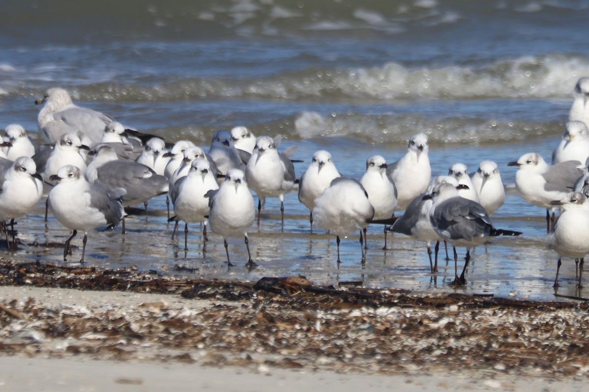 Ацтекская чайка - ML645975097