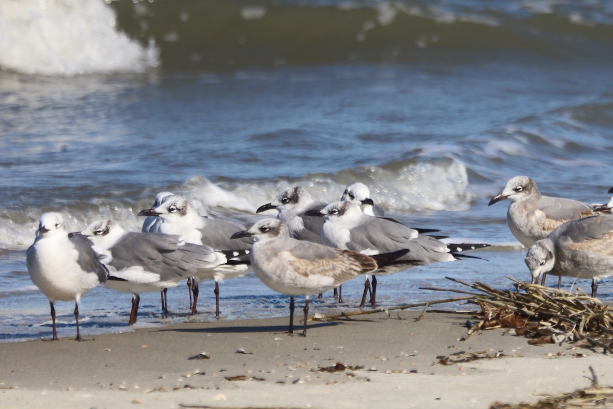 Ацтекская чайка - ML645975098