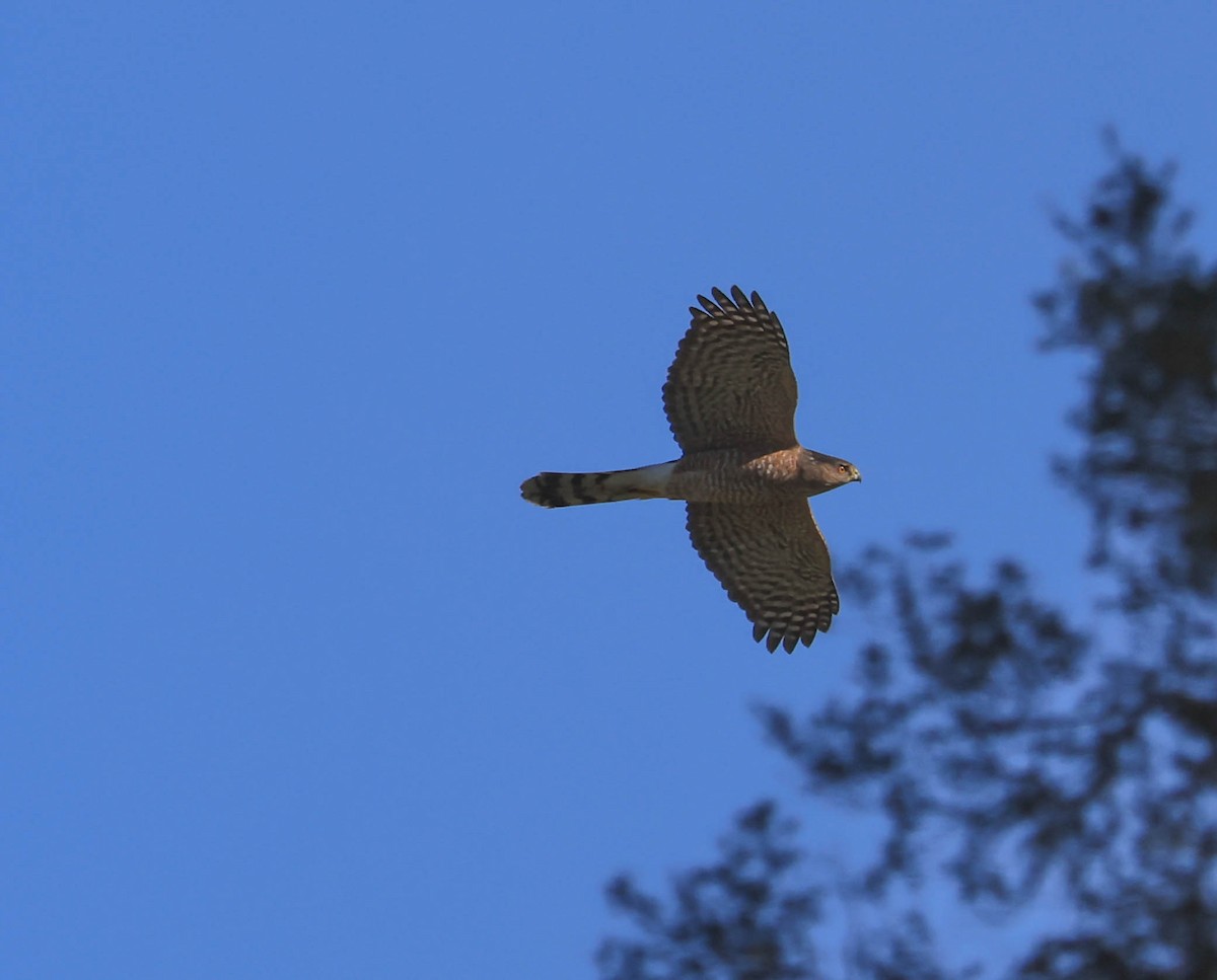 Cooper's Hawk - ML645975099