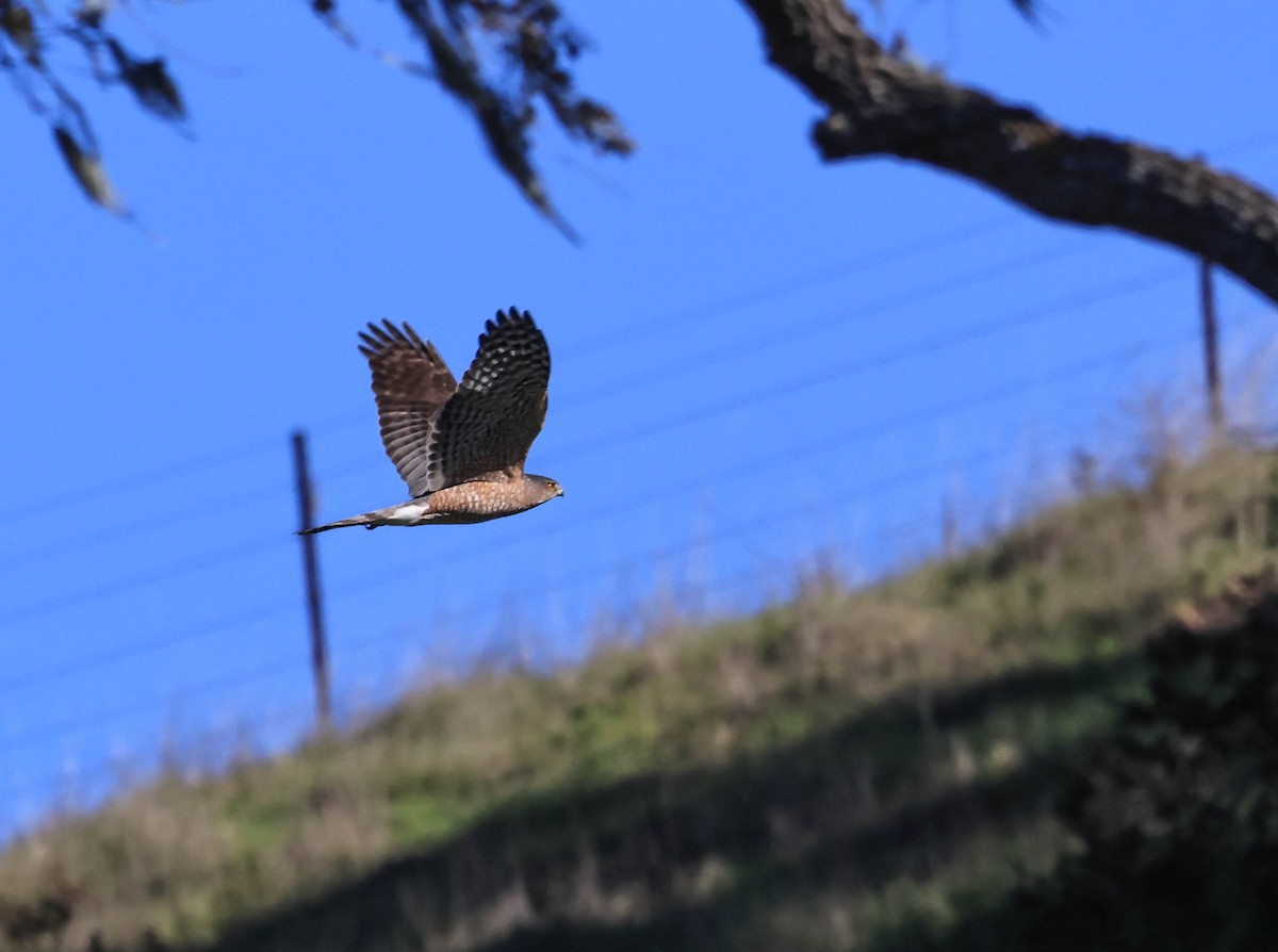 Cooper's Hawk - ML645975102