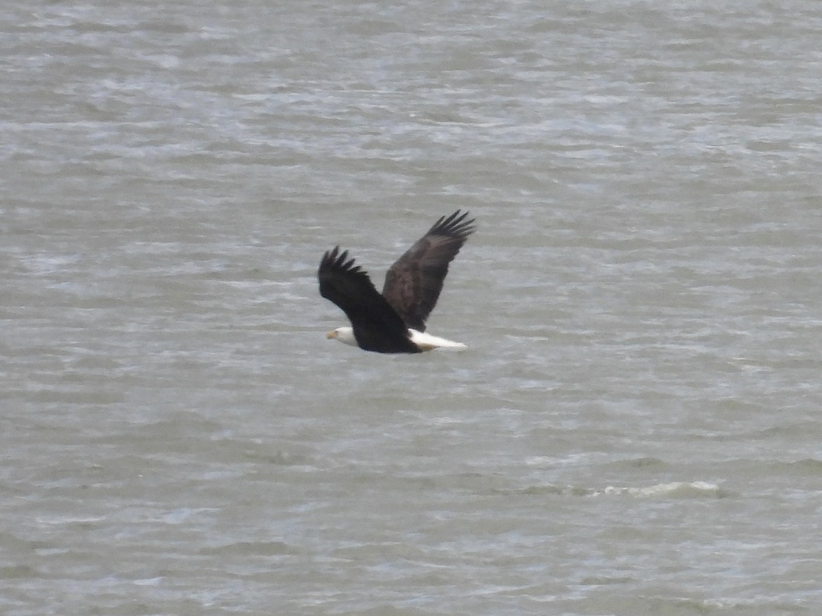 Pygargue à tête blanche - ML645975103