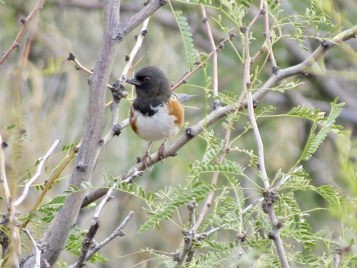 Spotted Towhee - ML645975110