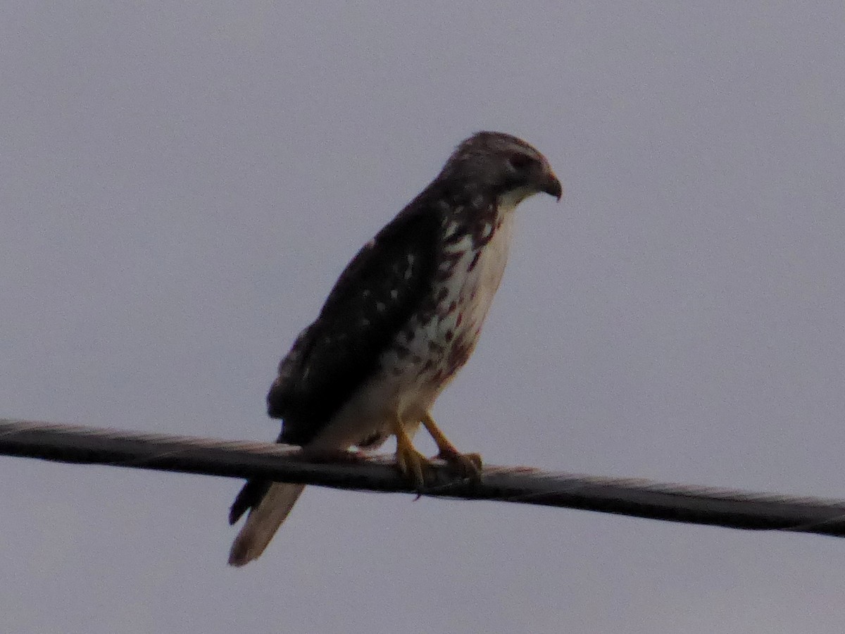 Broad-winged Hawk - ML645975128