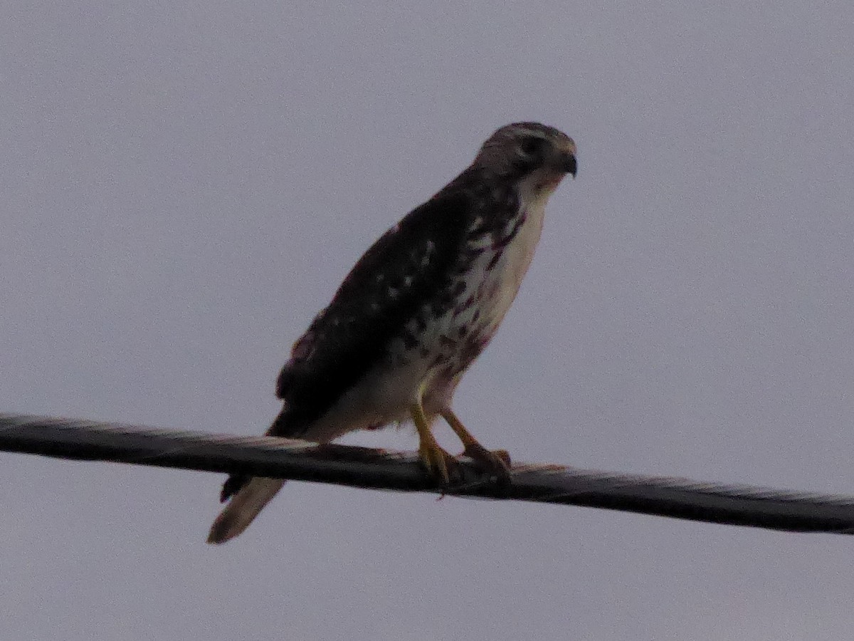 Broad-winged Hawk - ML645975129