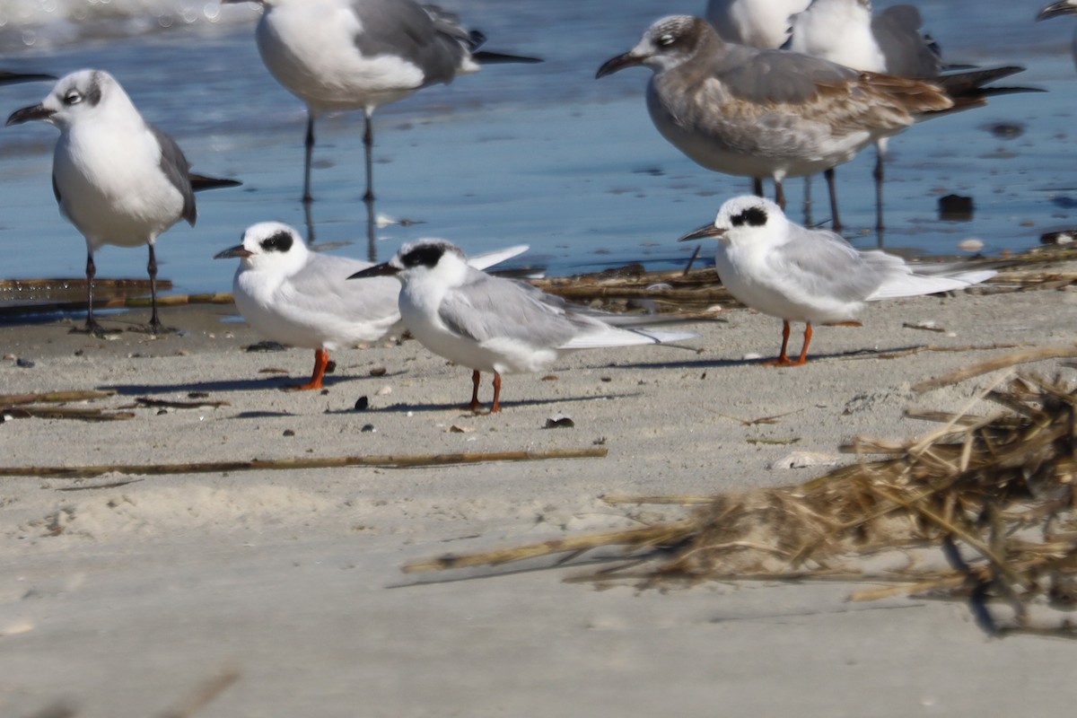 Крячок неоарктичний - ML645975154