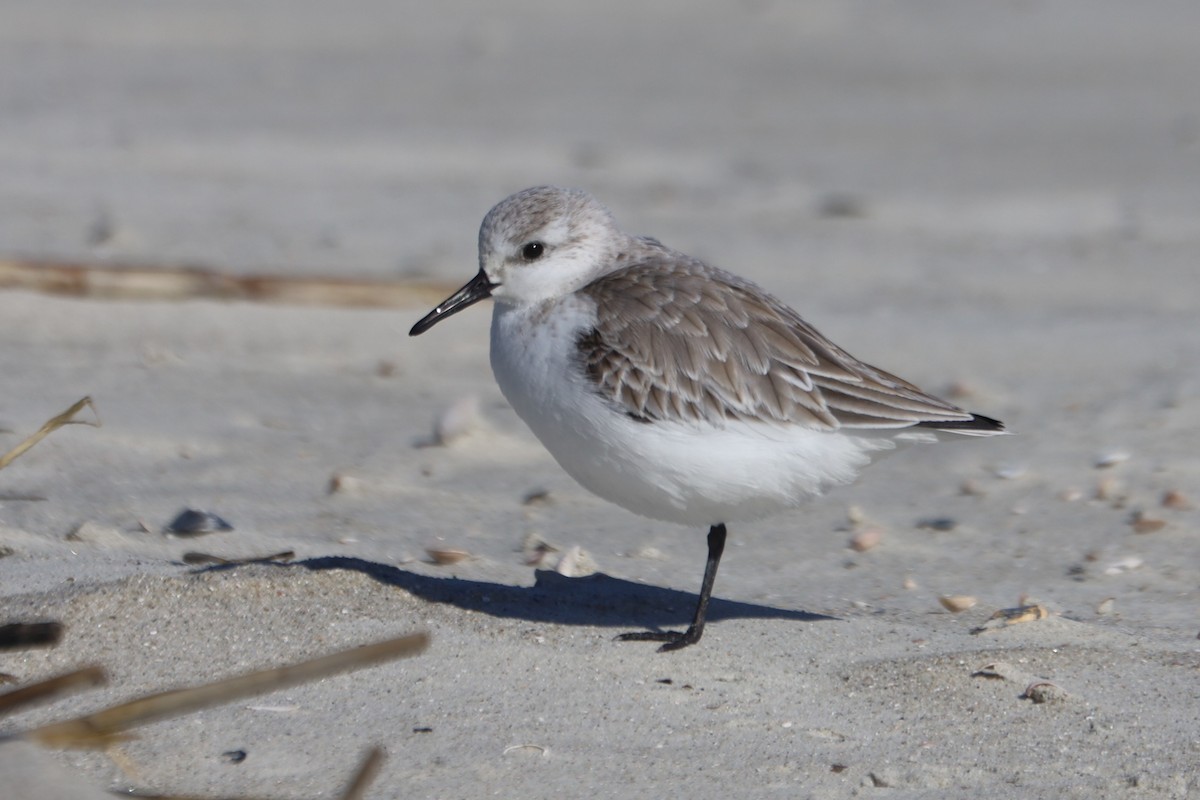 Txirri zuria - ML645975160