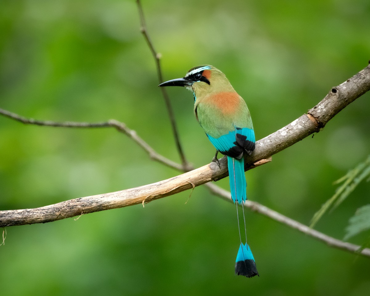 Момот рудочеревий - ML645975161