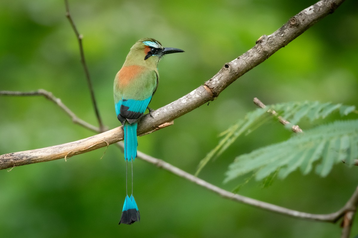 Момот рудочеревий - ML645975162