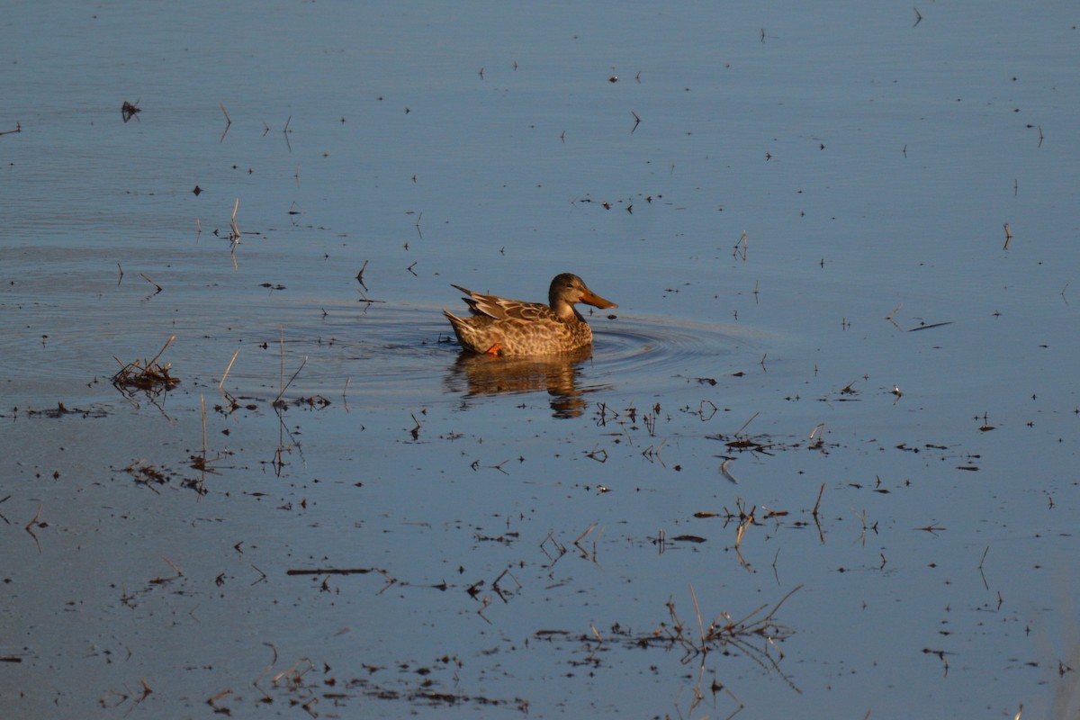 Northern Shoveler - ML645975168