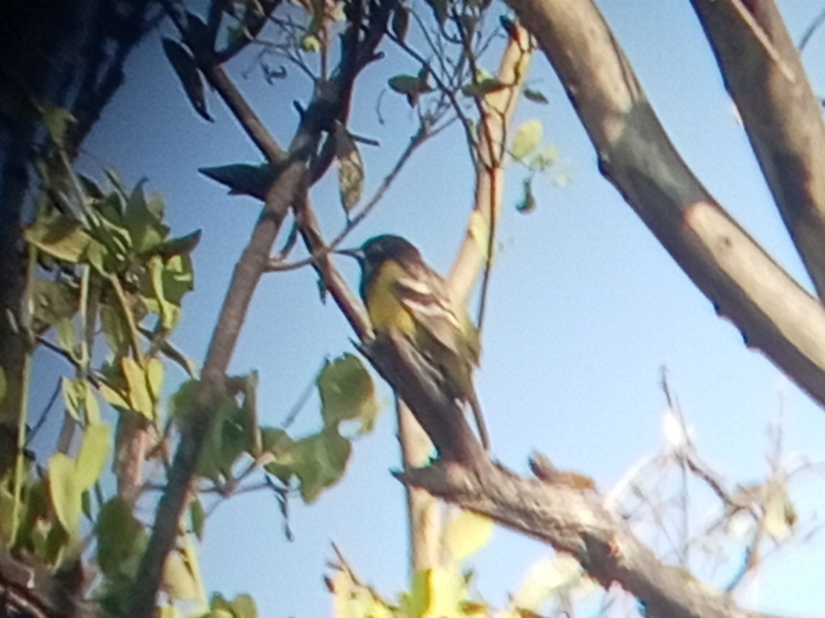 Scott's Oriole - ML645975175