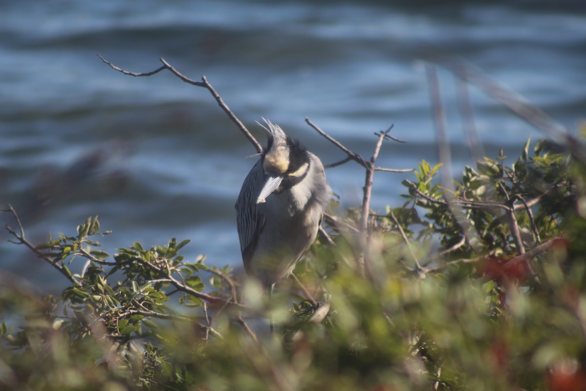 Квак чорногорлий - ML645975177