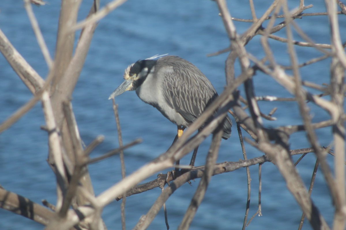 Квак чорногорлий - ML645975179