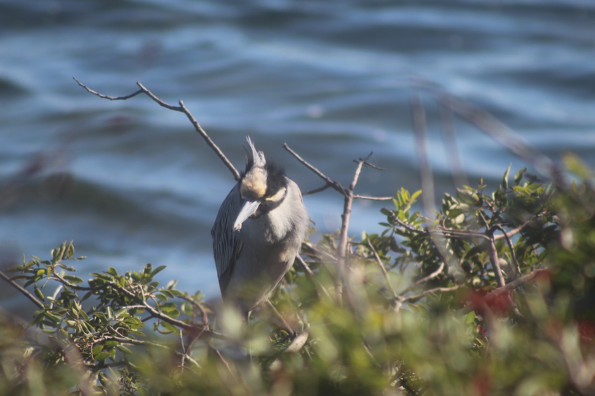 Квак чорногорлий - ML645975180