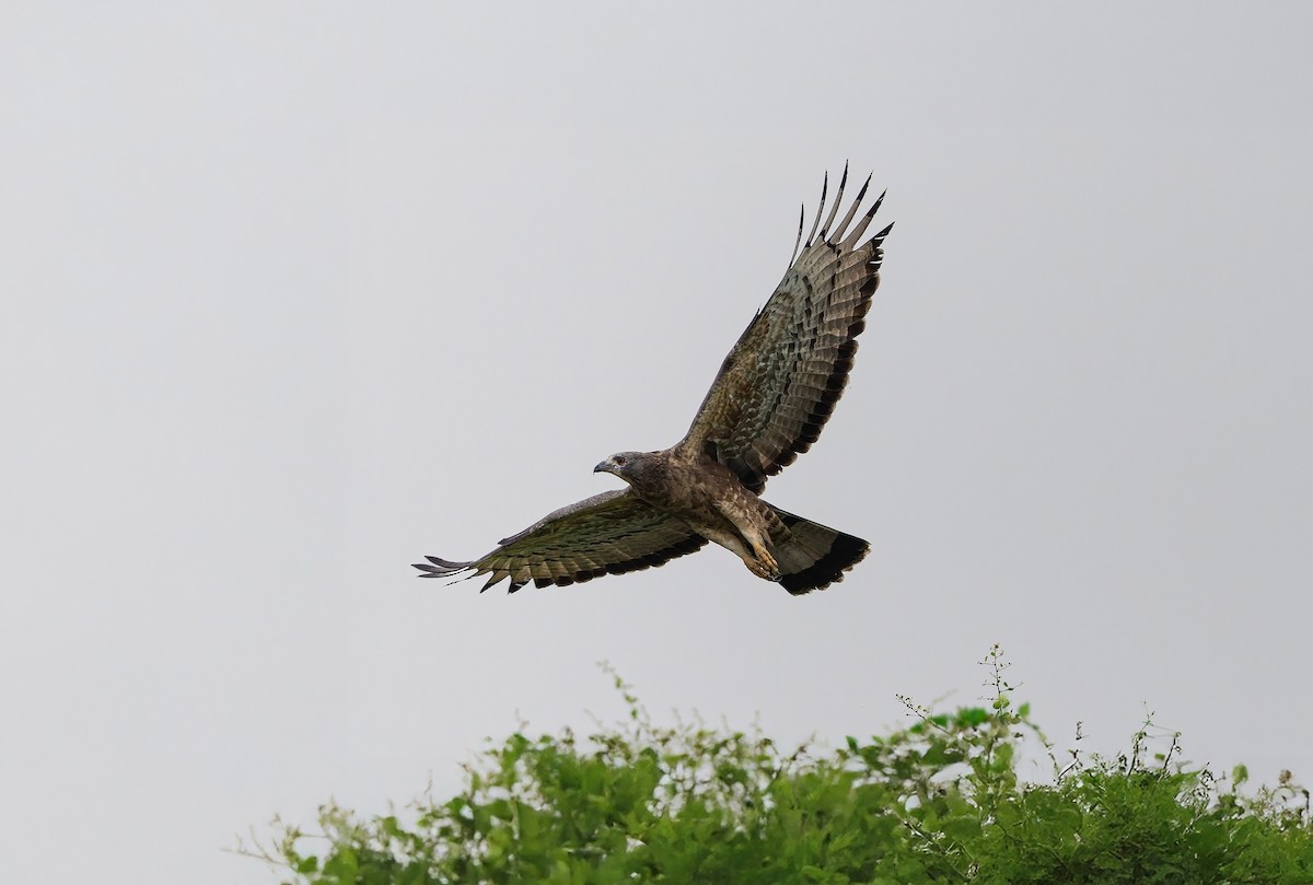 Oriental Honey-buzzard - ML645975188