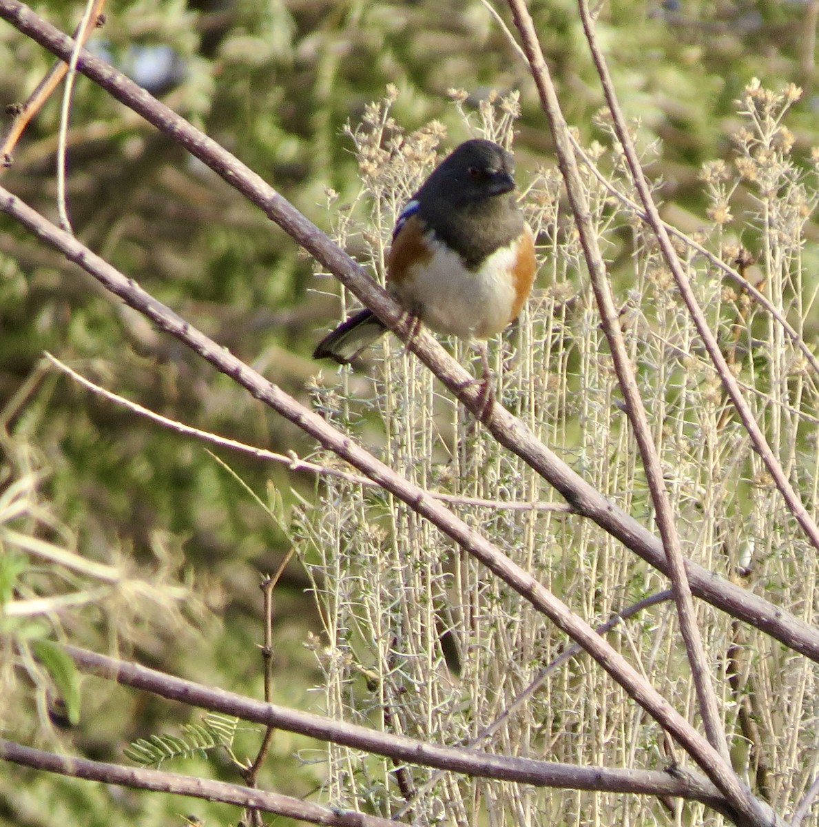 Spotted Towhee - ML645975189