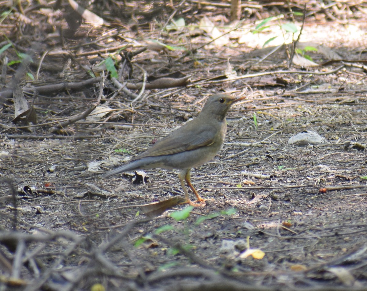 Tickell's Thrush - ML645975192