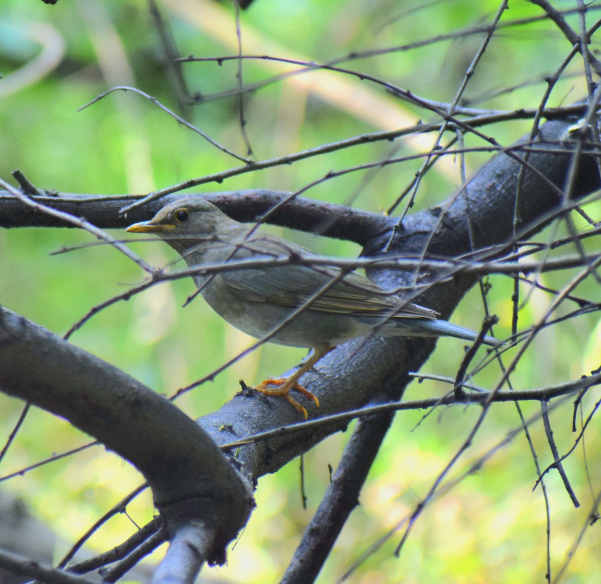 Tickell's Thrush - ML645975193