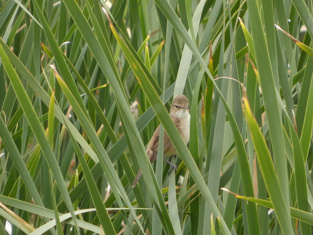Australian Reed Warbler - ML645975213